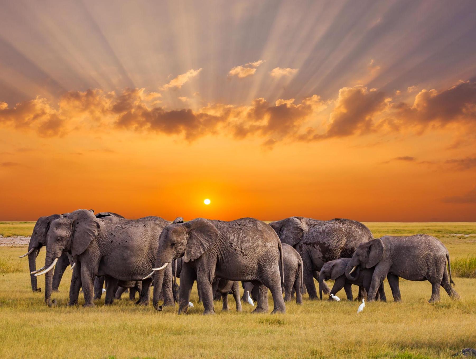 Elephant herd walking across the savanna at sunrise with golden rays breaking through clouds